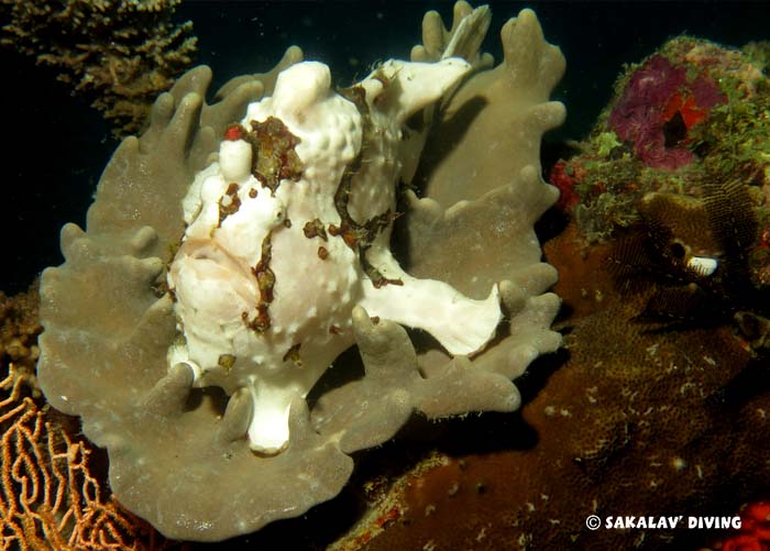 Photos diving macro plateaus in Nosy Be